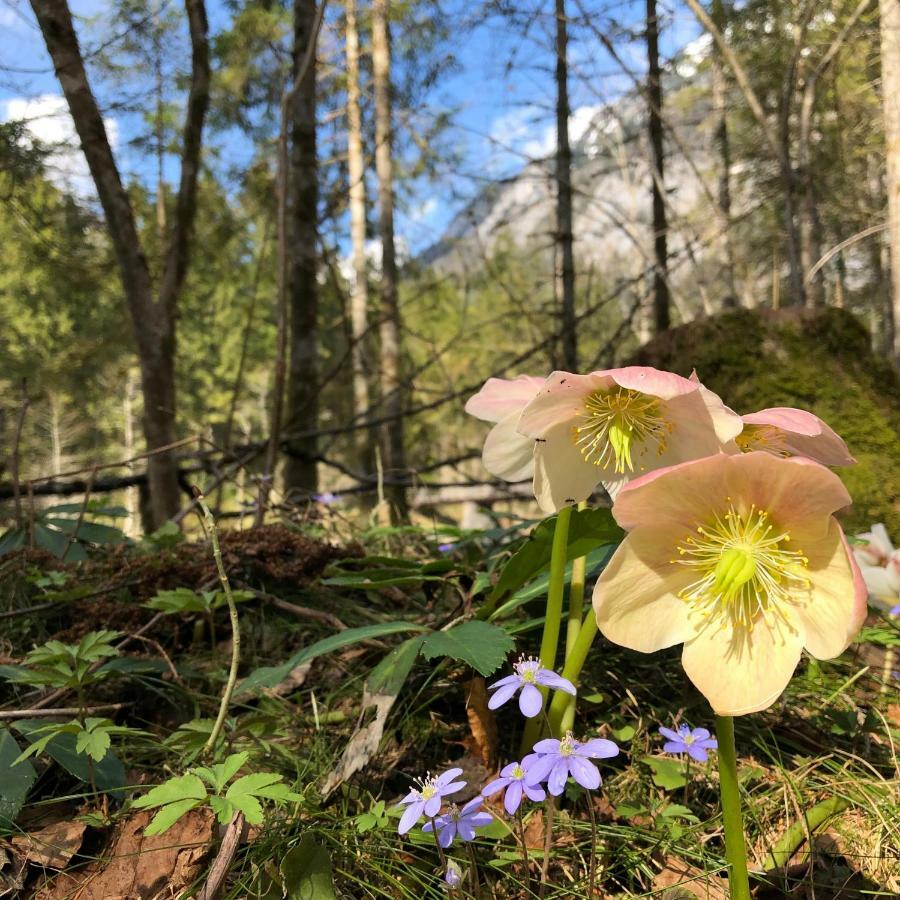 Landhaus Lilly Obertraun Esterno foto